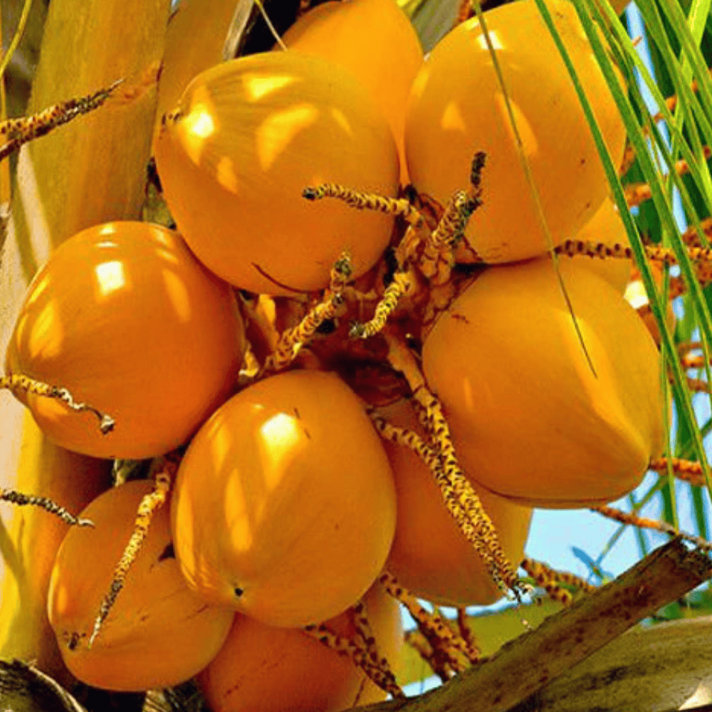 Untitled design - 2025-06-09T111954.610