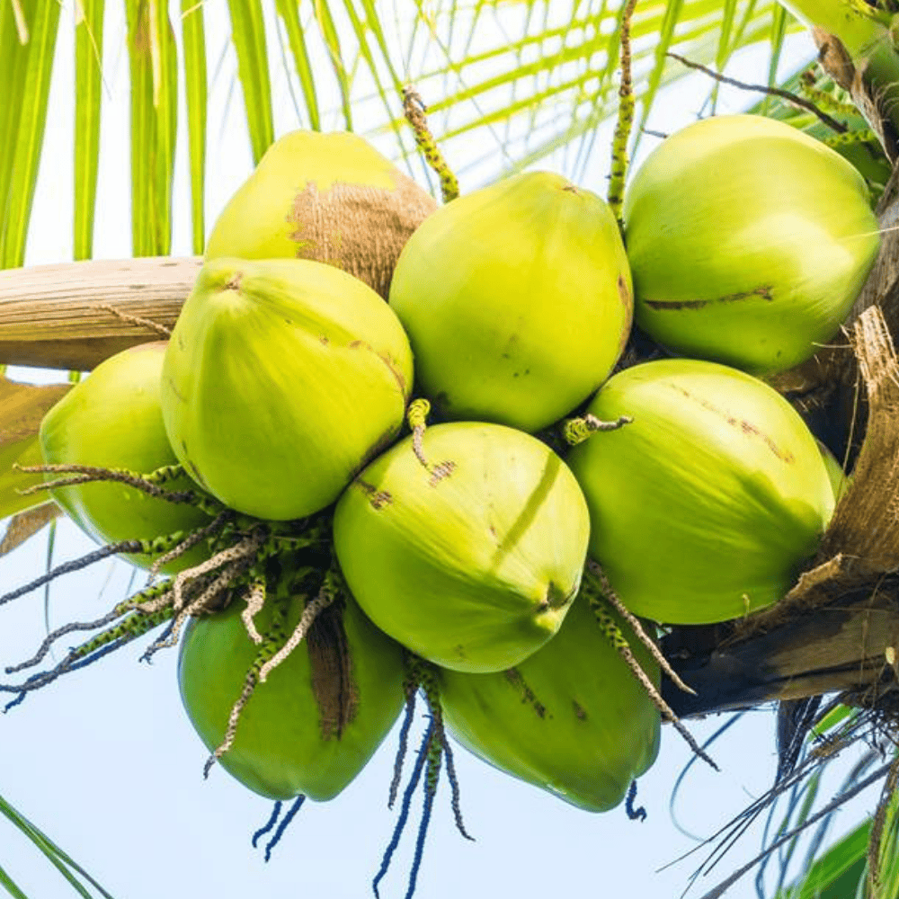 Untitled design - 2025-06-09T112153.633